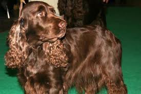 Field Spaniel